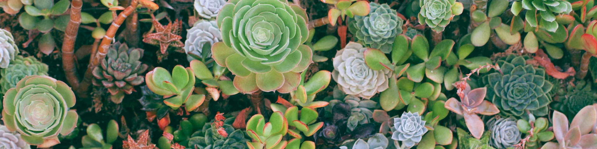 overhead photo of lots of different green succulents
