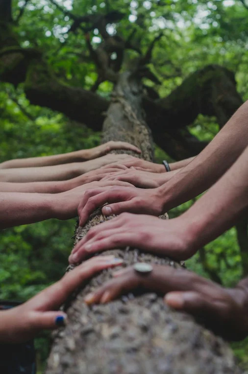 photo of many hands of different skin colors all touching a tree